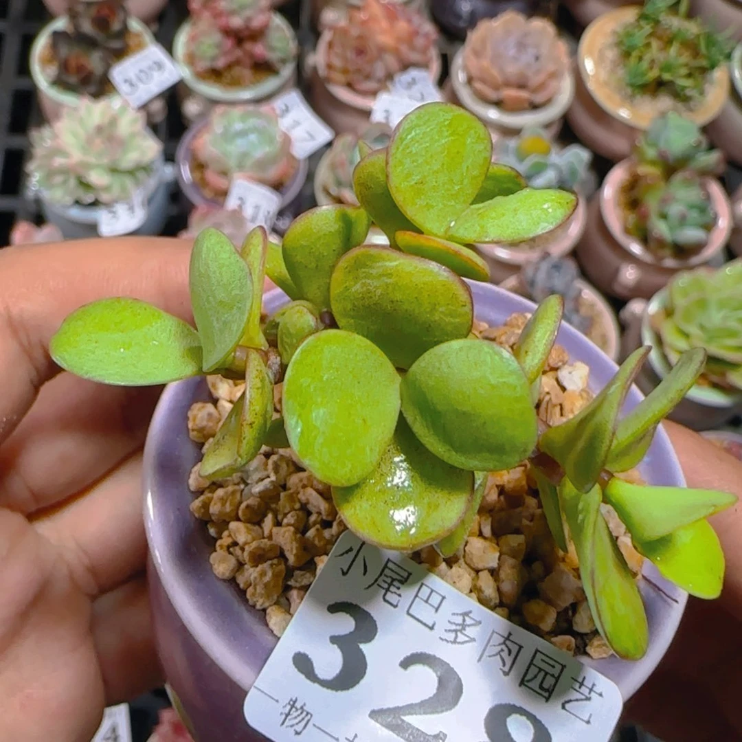 AP小尾巴5CM迷你拇指盆栽精控多肉328