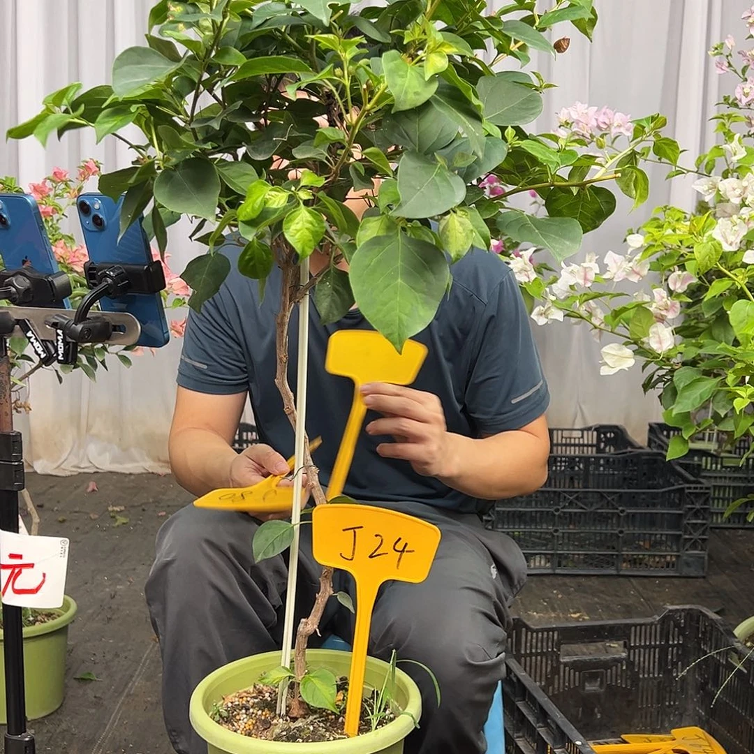 ~***优当前无花栽培后可以开花J24暗夕