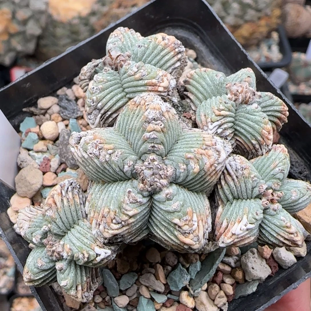 五星111111111111111