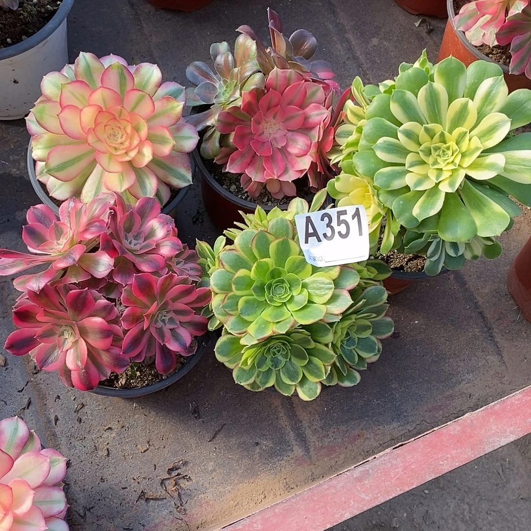 五颗多肉法师奶白丛林351