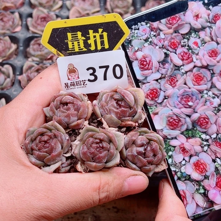 多肉植物多肉植物