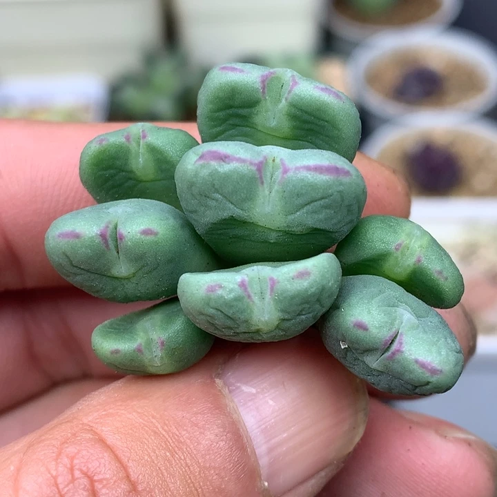 精品多肉植物小型爱心少将杂