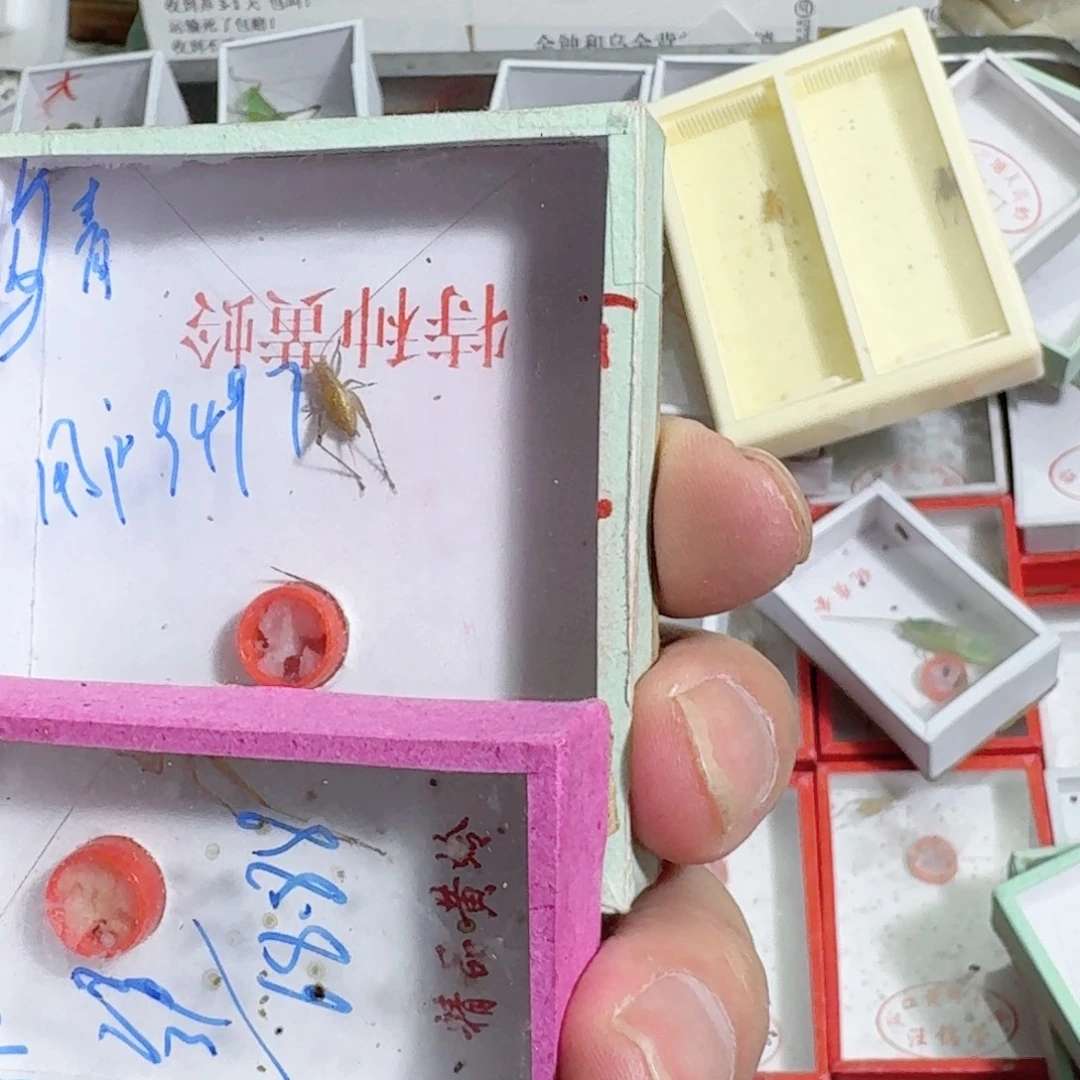 用***7蟋蟀蝈蝈我在外面吃饭了哈哈哈