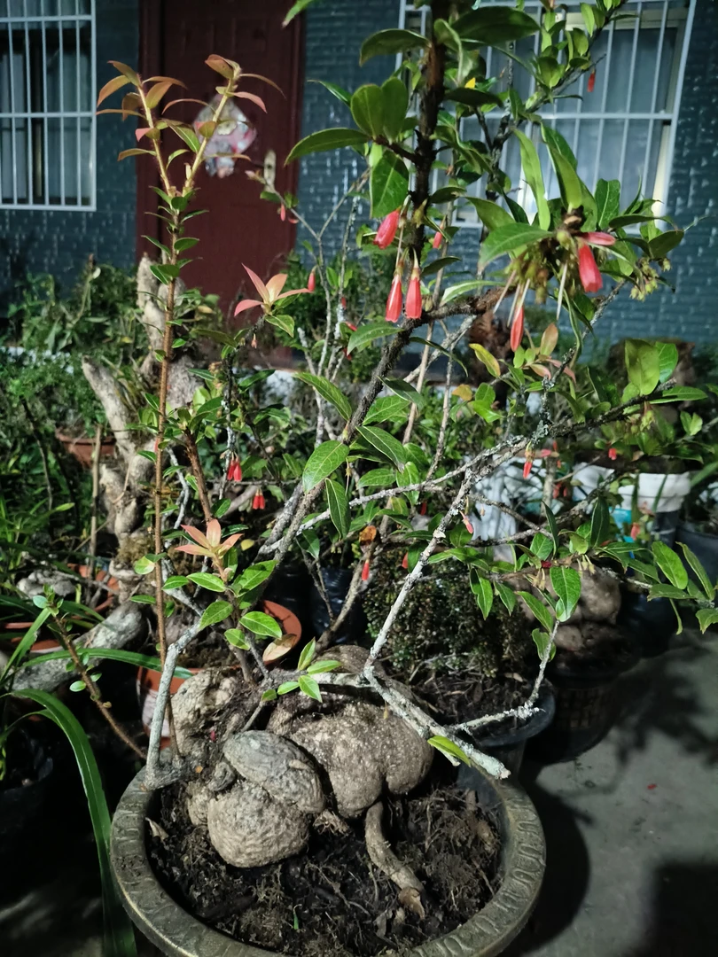 云南中叶满堂红，五翅梅(树罗卜老桩)五翅莓桃金娘树萝卜