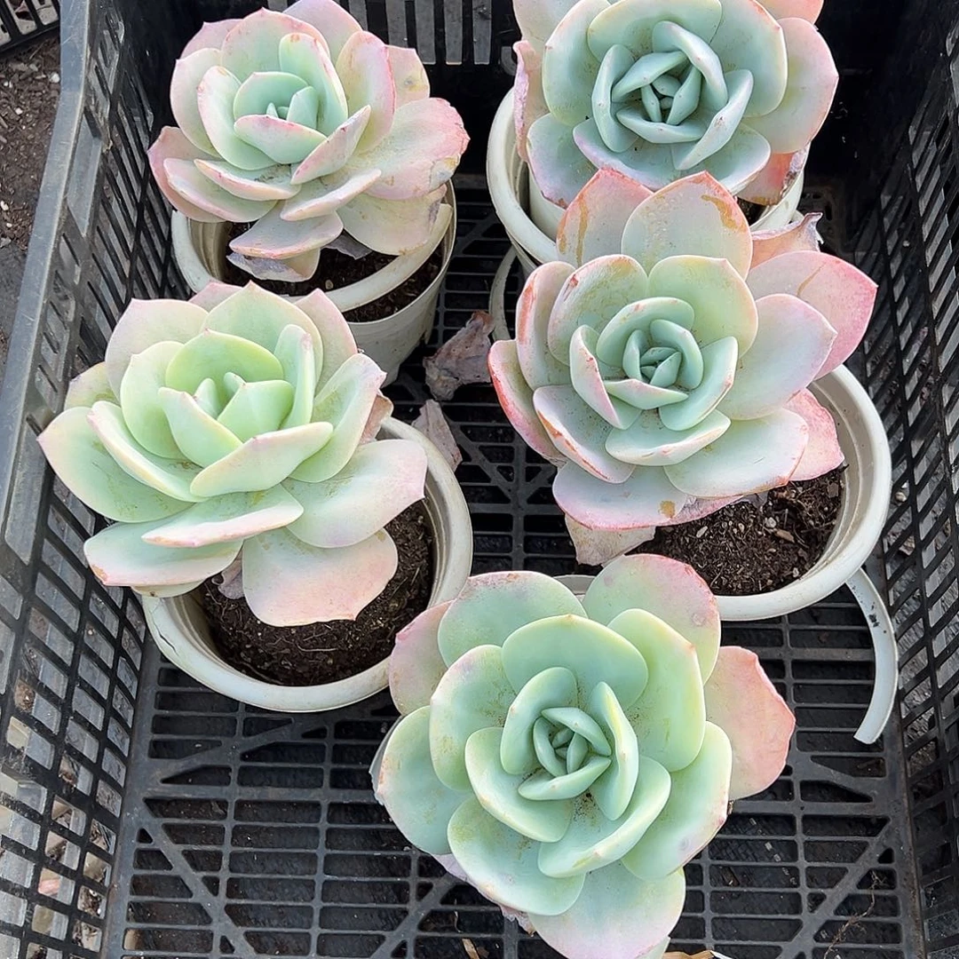 嵊***铺多肉植物一物一拍