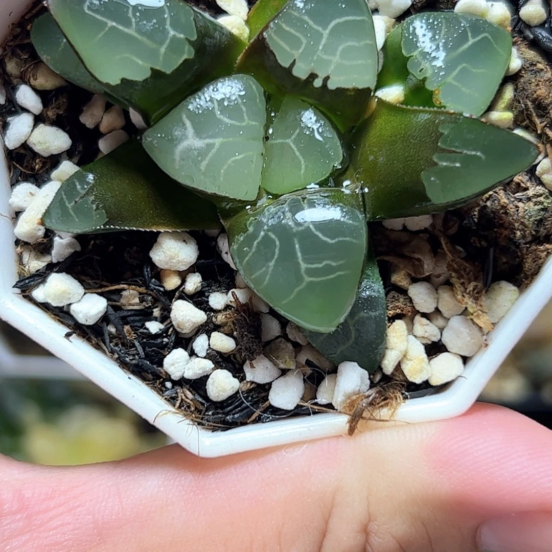 实生克十二卷多肉植物