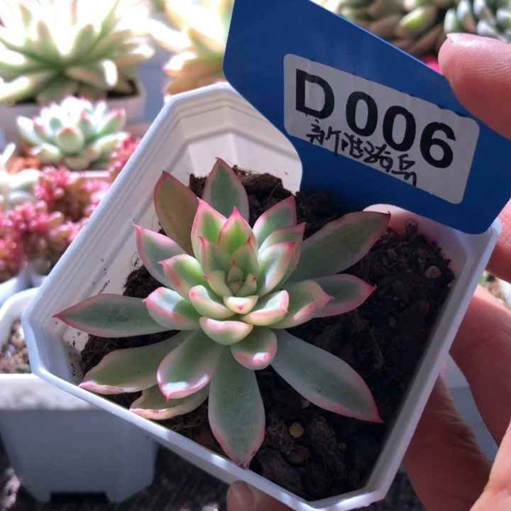 新胜骑兵覆轮锦有根