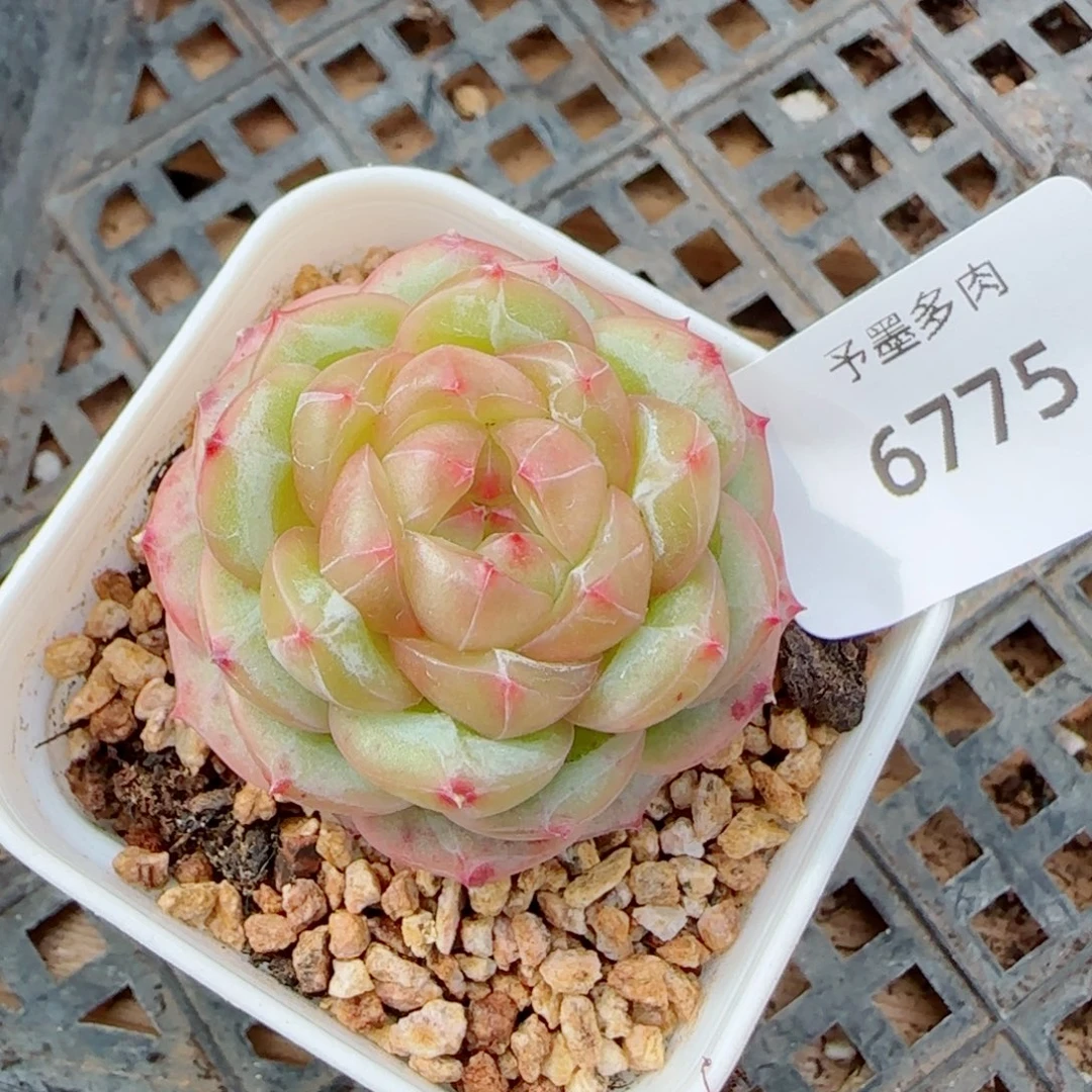 绿体财富密码，6775多肉植物