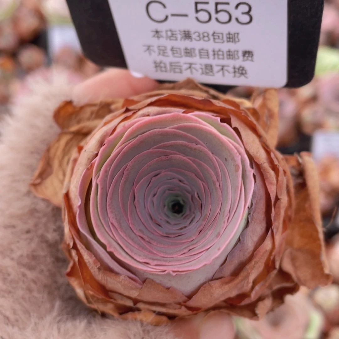 山地玫瑰C553裸根发货断枝不包损不售后