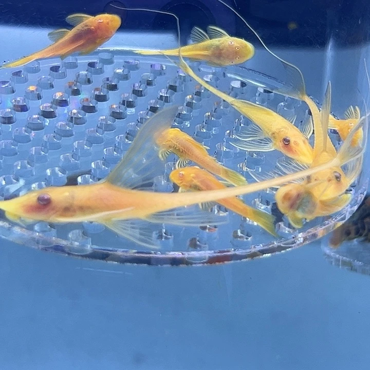 工具鱼黄金胡子5条2.5厘米到3