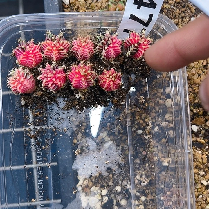 你***恙当前无花朵，栽培后可花朵477