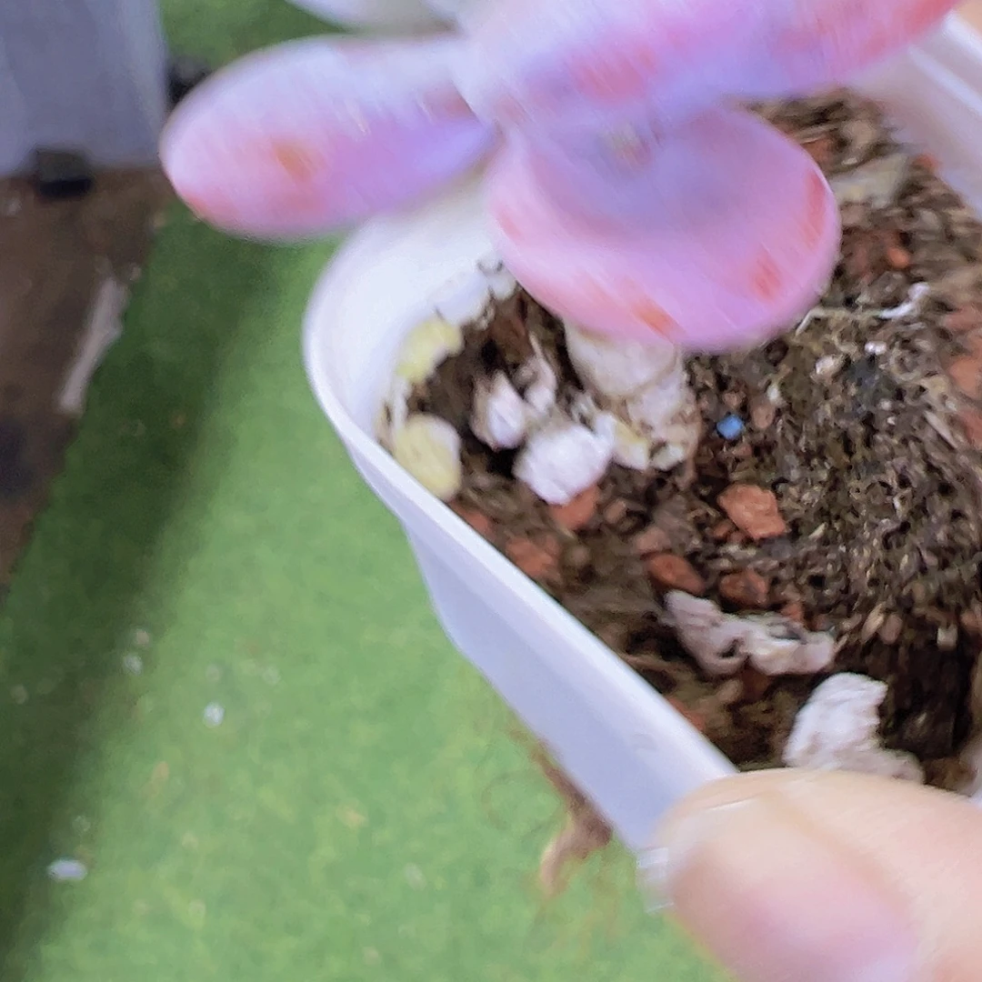 雪美人2盆19包邮多肉