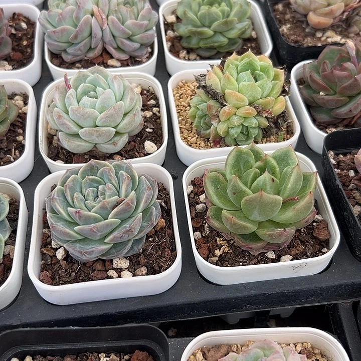 无花朵10颗精品29.9。