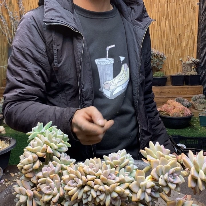 V***.724 号淡雪多肉植物