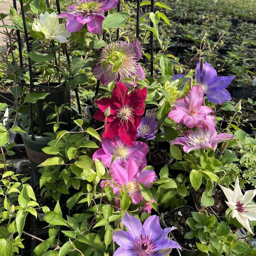 铁线莲爬藤皇后攀缘花卉中苗一加仑花苗带盆室内室外养花园庭院