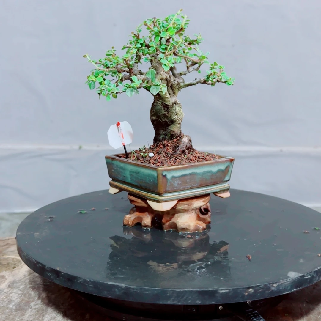 墨***尧红花平枝栒子红花