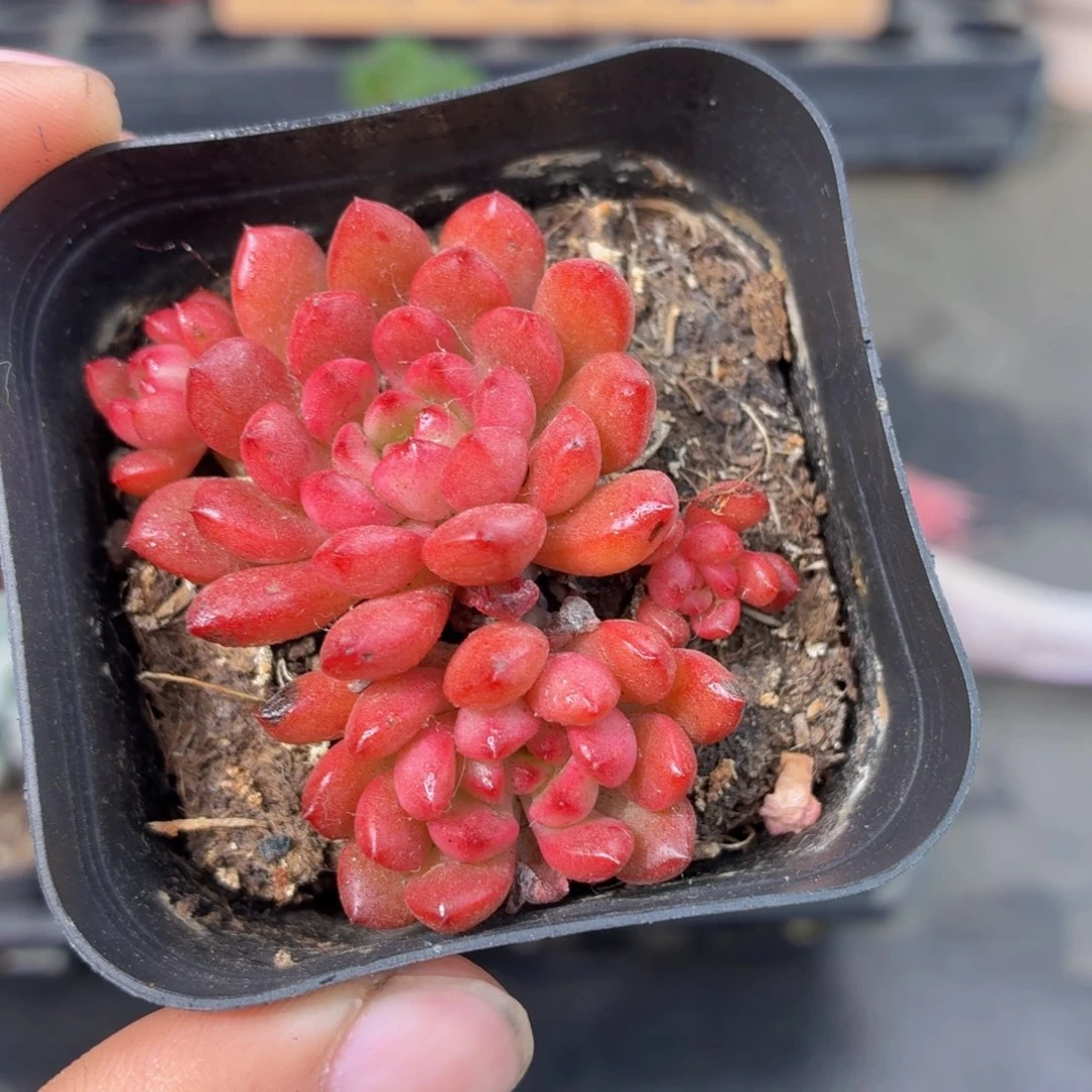红宝石多肉9.9包邮发货