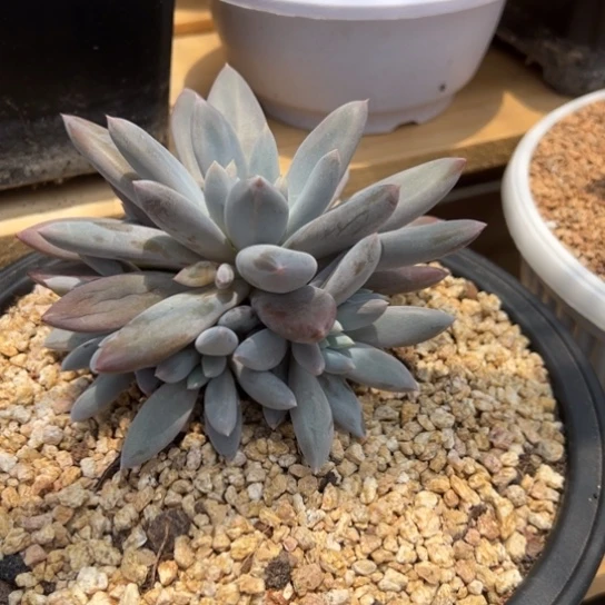 樱***i哥特萝莉 夏鸣园艺