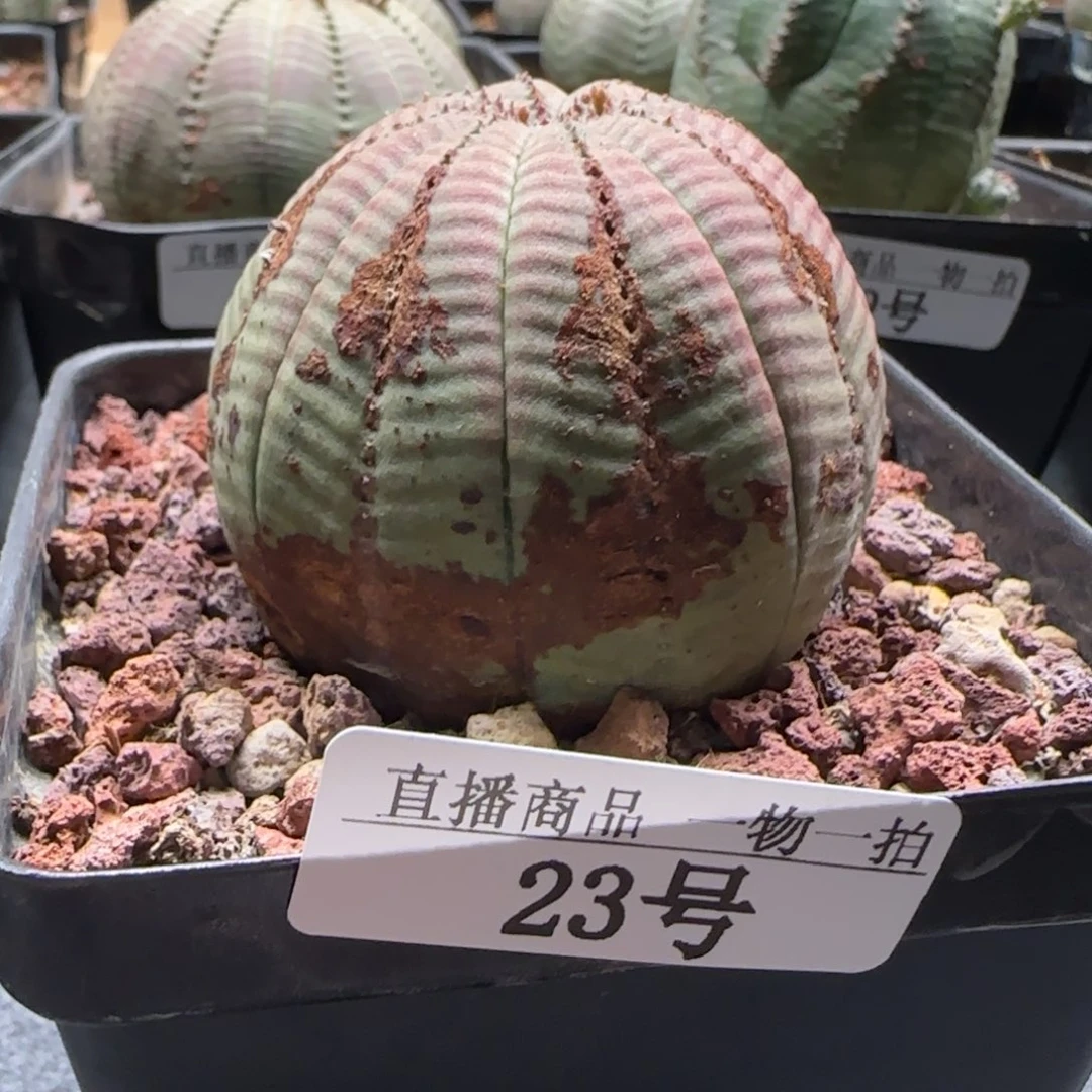 欧布，23号，带盆发货