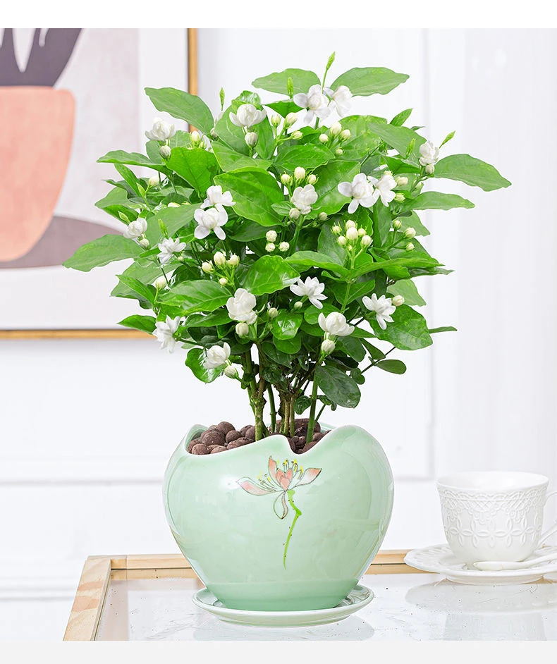 香水茉莉花重瓣带花苞原盆原土盆栽地栽花卉绿植长期开花浓香好养