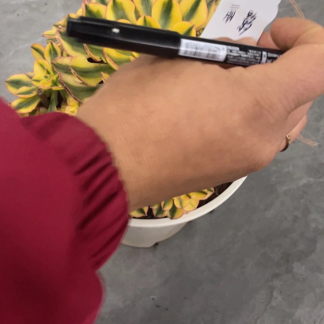 丽*太阳神法师完美手捧