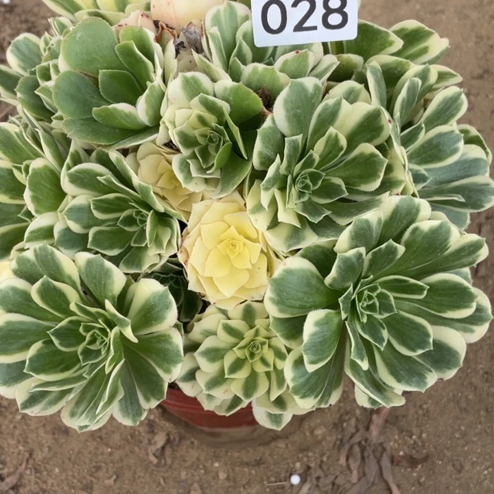 无花朵028多肉植物迈巴赫