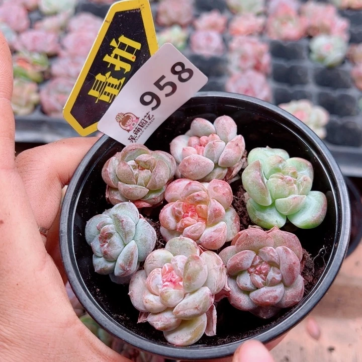 多肉植物多肉植物