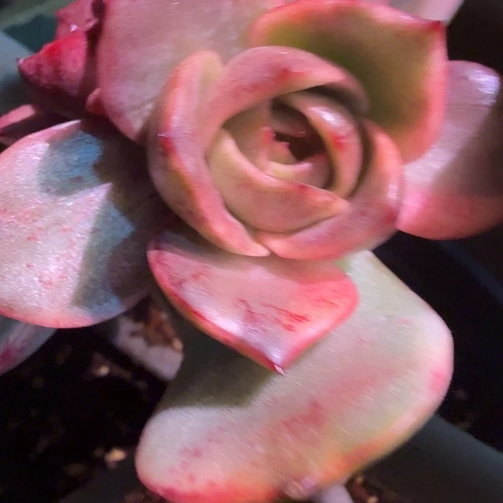 红玫瑰锦多肉锦植物