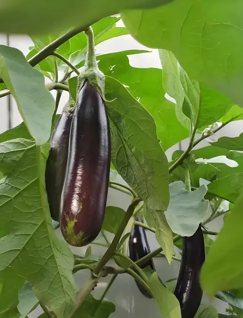 湖南农家新鲜现摘老品种长茄子可生吃蘸酱的农家蔬菜