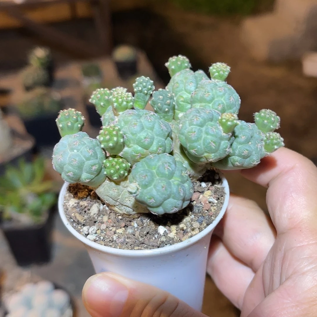 足球团扇一物一拍
