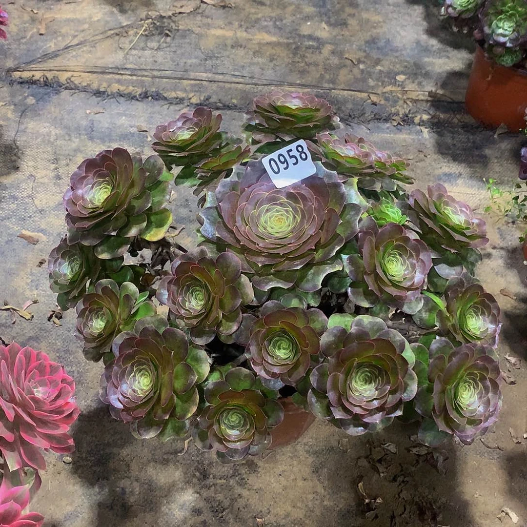 打****觉958花888888800000