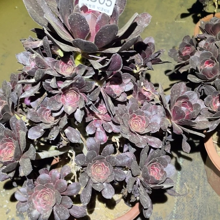 多肉植物法师505丽娜