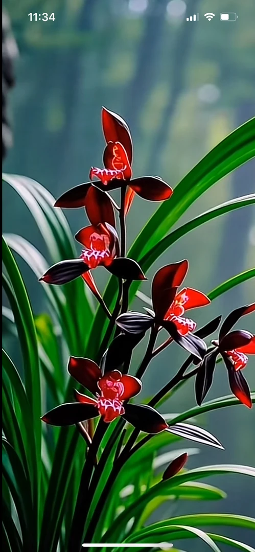 莲瓣兰 （大红袍） 3苗草