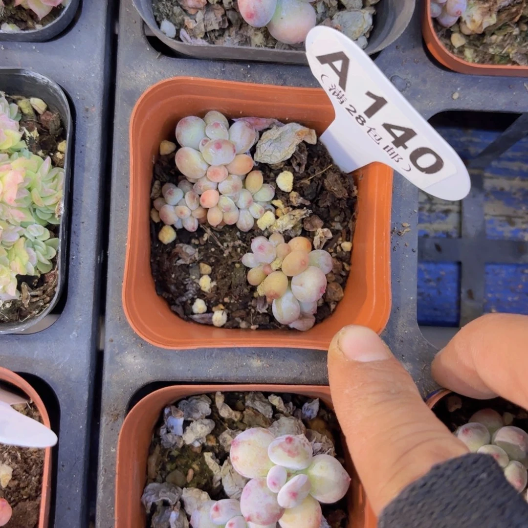 A140萤火虫奶酪一物一拍