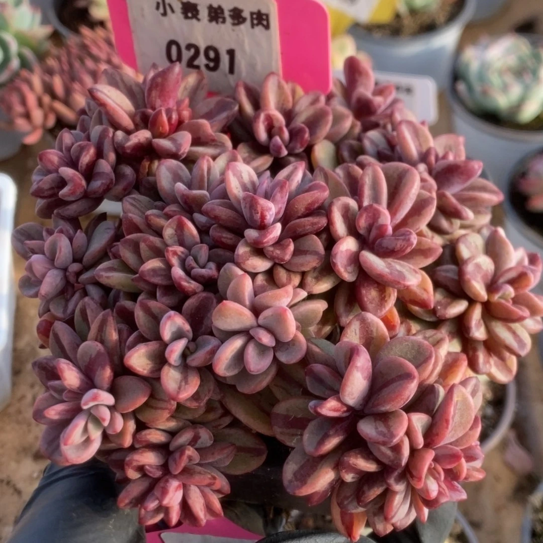 291紫薰锦锦锦锦锦锦