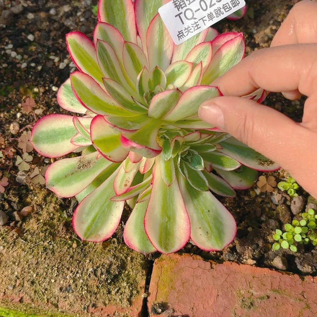 荔枝多肉植物250六号