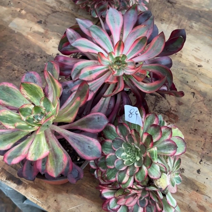 吸***树无花朵089特价组合无售后