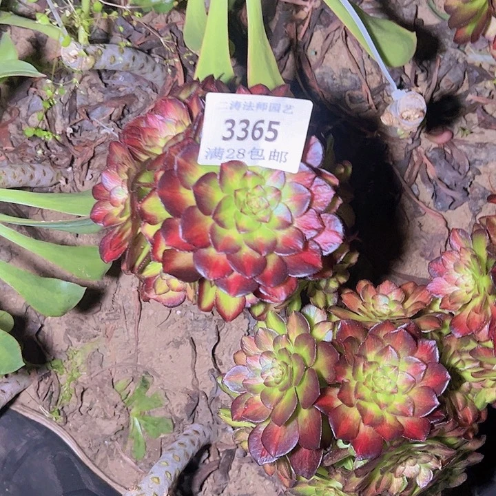 茶**园3365 3367海王七彩多肉两颗无根