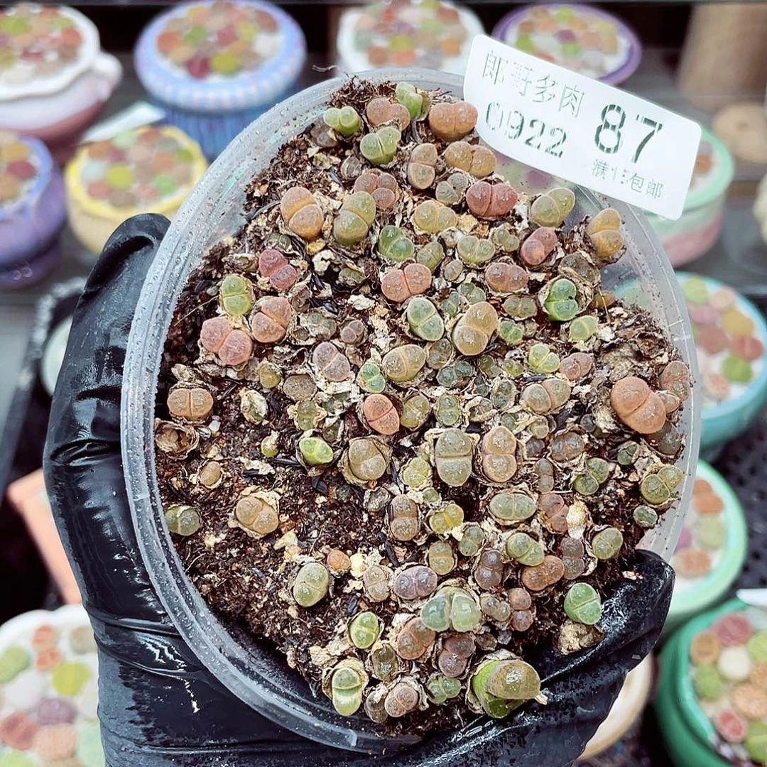 生石花满18包邮0922-87