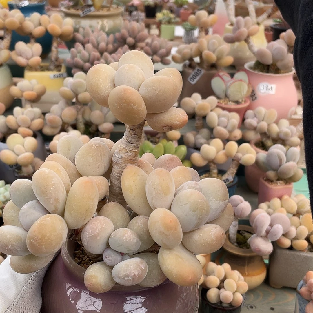 多肉植物的生长发育