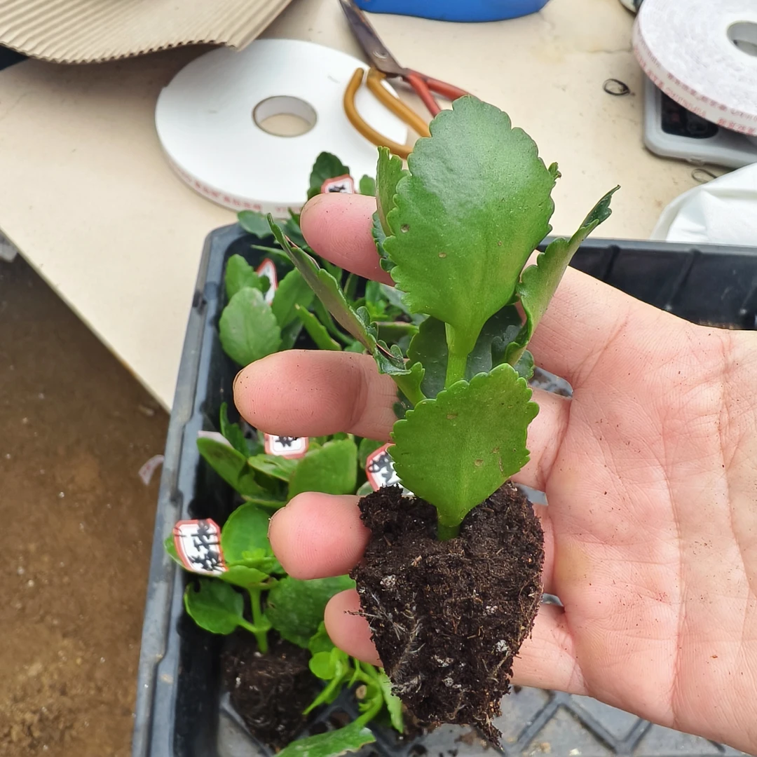 长寿花穴盘苗儿不带盆11颗不同品种