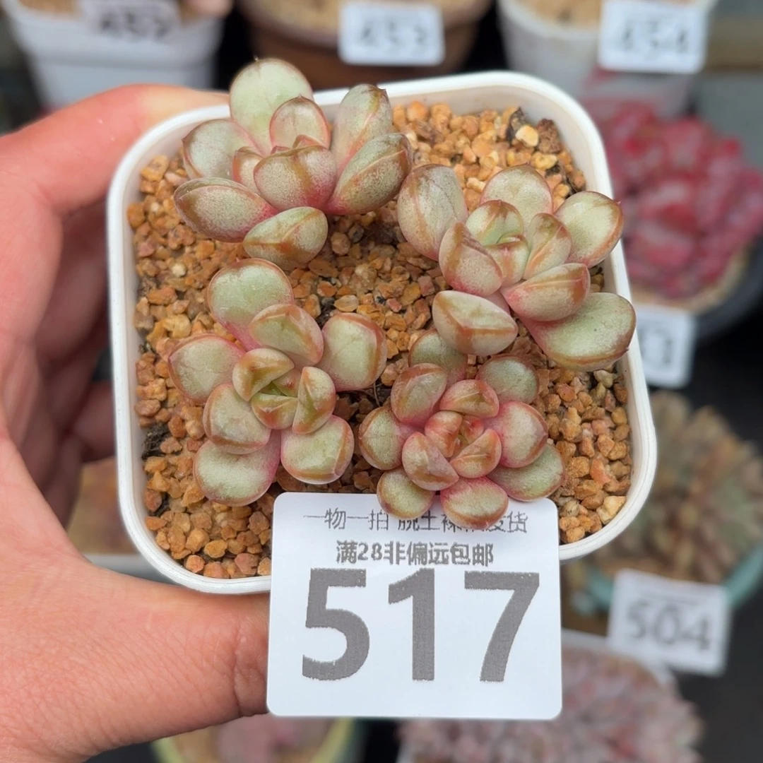 葡萄老桩无盆土发货