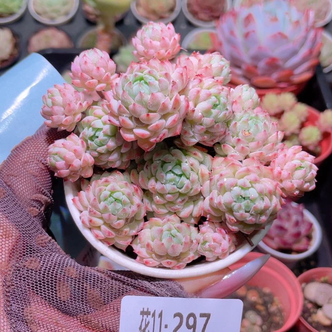 花利美11-297新品