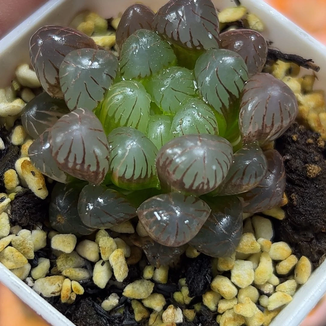 潘灯锦十二卷多肉植物满