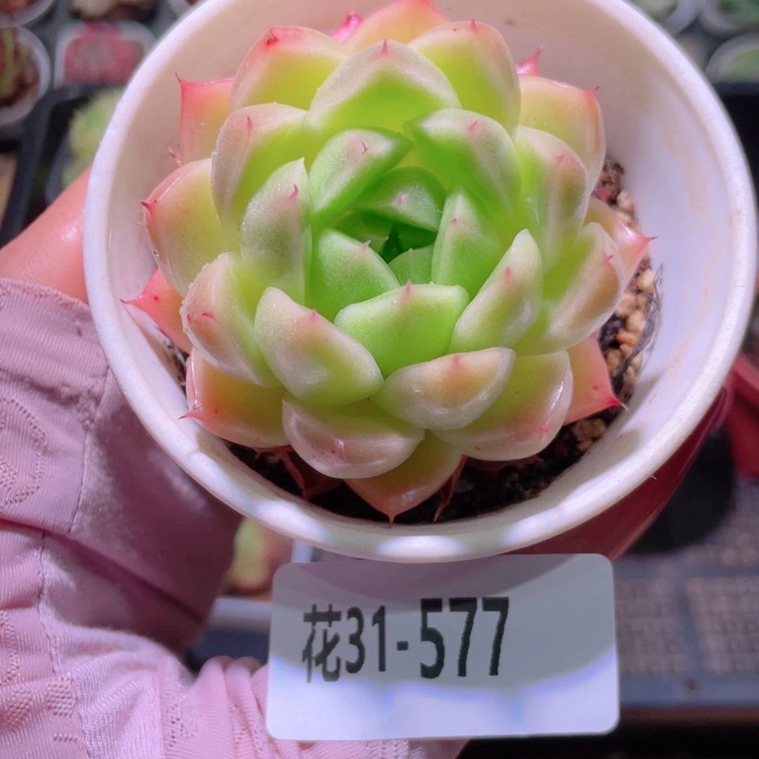 花利美31-577麦秆