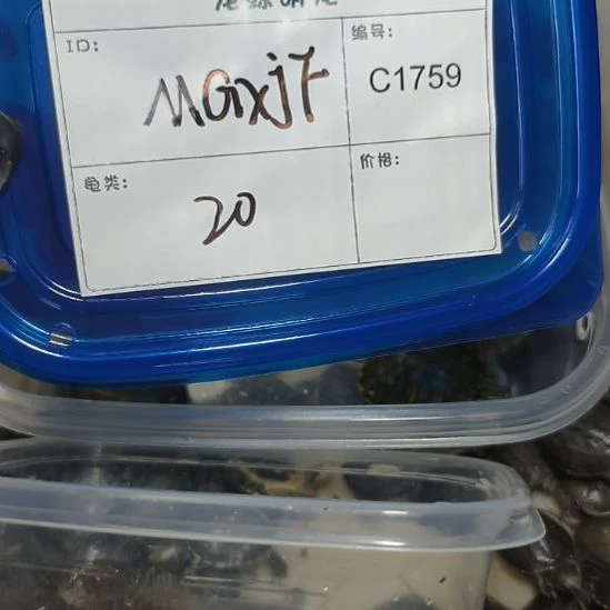 M***F绿毛龟不分公母花草杂一个
