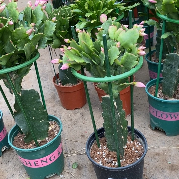 当前无花栽培后可以开花高**莲895嫁接073