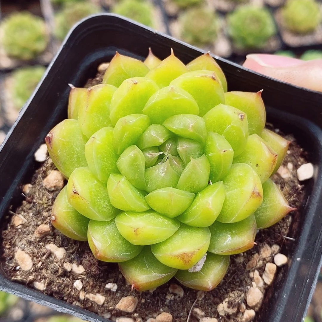 糖果珍妮5.5cm多肉植物