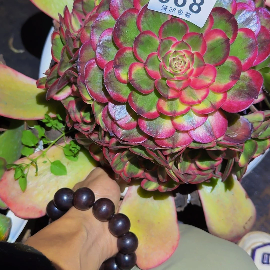 868盘多肉植物海神无根