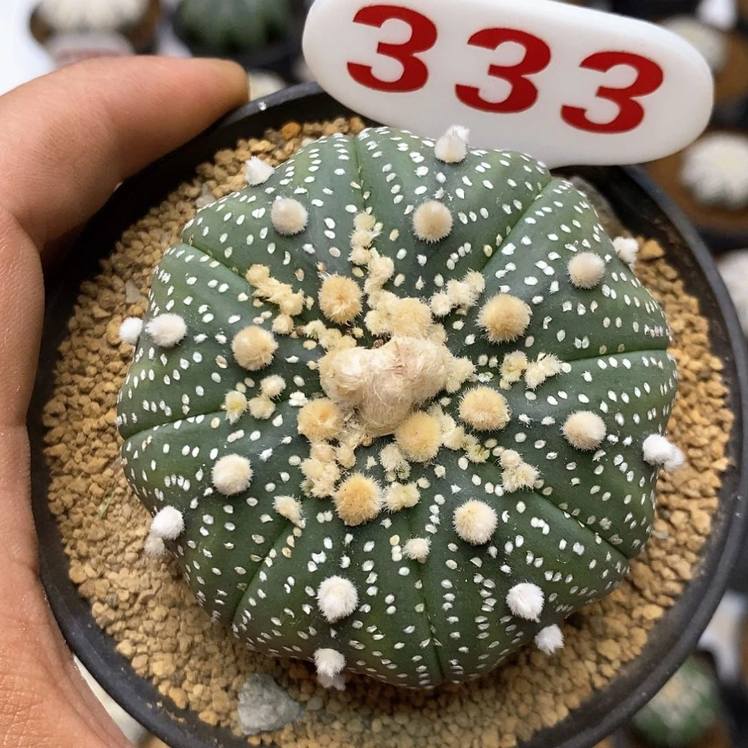 333福利特价咯福利了啦